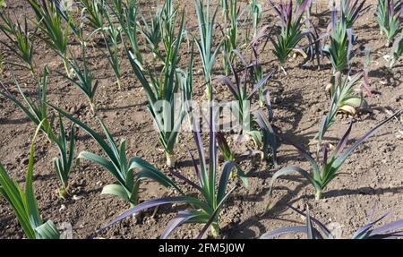 File di giovani piante di porro coltivano su un'assegnazione garden plot in primavera Inghilterra Regno Unito GB Great La Gran Bretagna Foto Stock