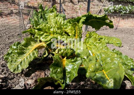 Piante di arcobaleno che coltivano verdure a foglia in orto vegetale in primavera Inghilterra Regno Unito Regno Unito Gran Bretagna Gran Bretagna Foto Stock