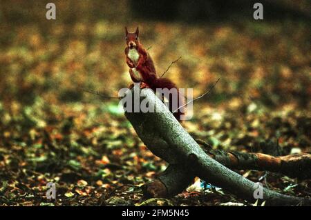 Uno scoiattolo rosso in Blue Bells Wood Ottobre 2000 vicino Aintree Hospital, Aintree, Liverpool Foto Stock