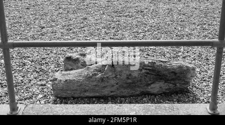 Primo piano di un log su shingle. Foto Stock