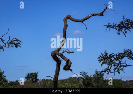 Paesaggio e vegetazione del cerrado brasiliano Foto Stock