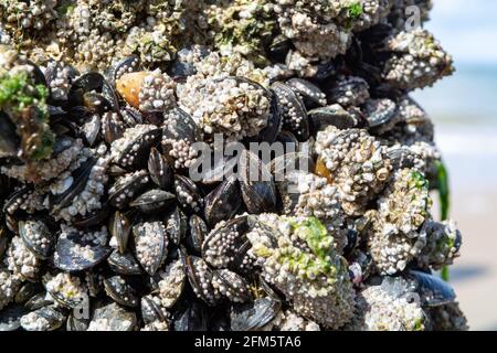 Gruppi di cozze vive vongole molluschi che crescono su pali di legno a bassa marea nel Mare del Nord, Zoutelande, Zelanda, Paesi Bassi Foto Stock