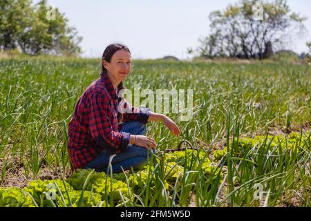 Autentica donna che lavora in azienda agricola biologica, raccogliendo insalate su campo soleggiato. Concetto: Cibo sano, stile di vita naturale Foto Stock