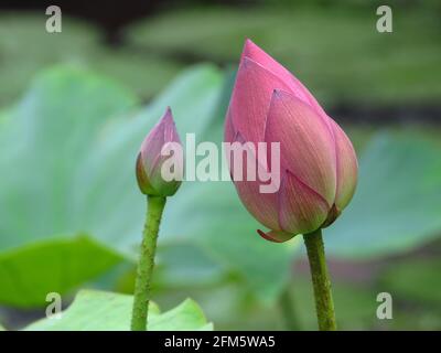 Closeup di boccioli chiusi di fiori rosa di loto Foto Stock