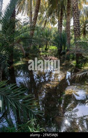 Data piantagione al vecchio villaggio di al Hamra. Regione ad Dakhiliyah, Oman. Foto Stock