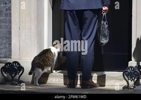 Larry the Cat - Capo Mouser presso l'ufficio del Gabinetto dal 2011 - a Downing Street, maggio 2021, in attesa di essere lasciato in, primo Foto Stock