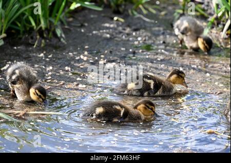 Anatroccoli di Mallard (Anas platrhynchos), fiume Cray, Foots Cray Meadows, Sidcup, Kent. REGNO UNITO Foto Stock