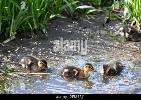 Anatroccoli di Mallard (Anas platrhynchos), fiume Cray, Foots Cray Meadows, Sidcup, Kent. REGNO UNITO Foto Stock