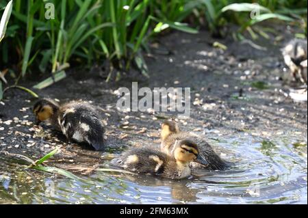 Anatroccoli di Mallard (Anas platrhynchos), fiume Cray, Foots Cray Meadows, Sidcup, Kent. REGNO UNITO Foto Stock