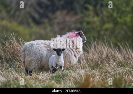 Scottish Blackface ovini Foto Stock