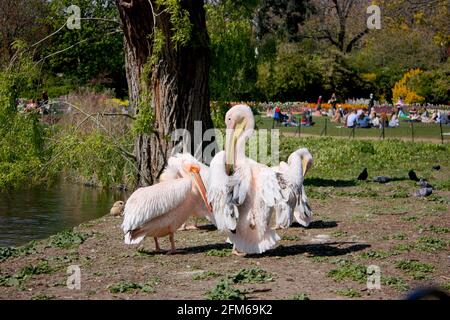 Pellicani rosa a St James' Park, Londra Foto Stock