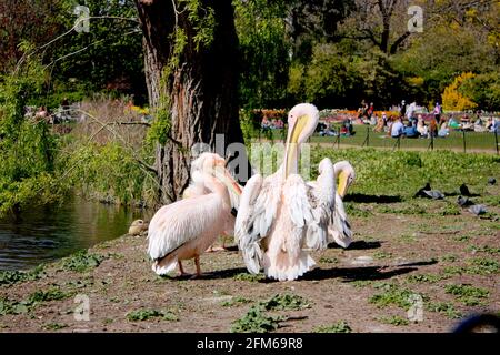 Pellicani rosa a St James' Park, Londra Foto Stock
