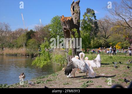 Pellicani rosa a St James' Park, Londra Foto Stock
