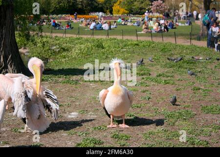 Pellicani rosa a St James' Park, Londra Foto Stock