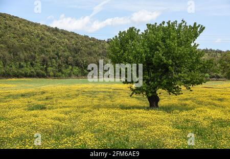 Albero solitario in un campo di fiori gialli Foto Stock