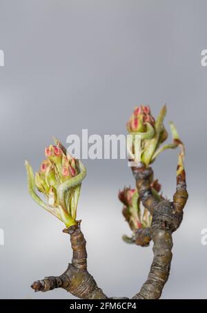 Stadio Eearly di Apple Foto Stock