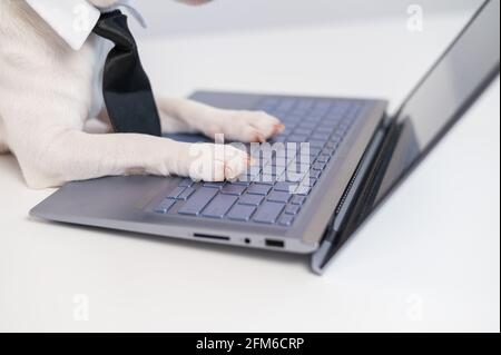 Primo piano di zampe di cani sul computer. Foto Stock