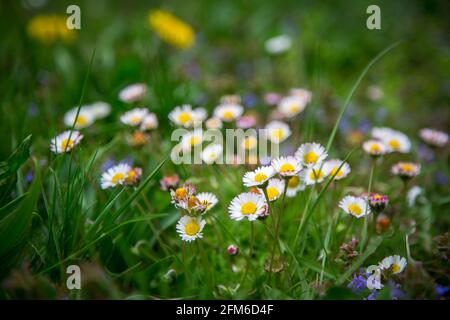 Margherite, gowan, fiori bianchi di primavera (Bellis perennis) Foto Stock