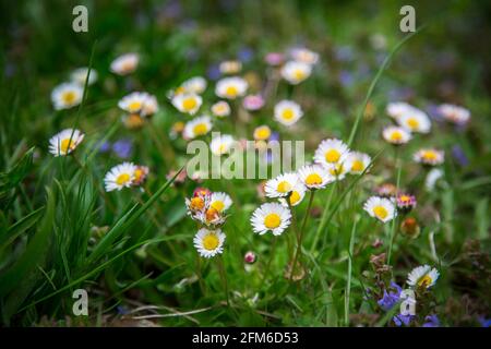 Margherite, gowan, fiori bianchi di primavera (Bellis perennis) Foto Stock