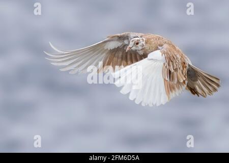 Pigeon in volo su un lago Foto Stock