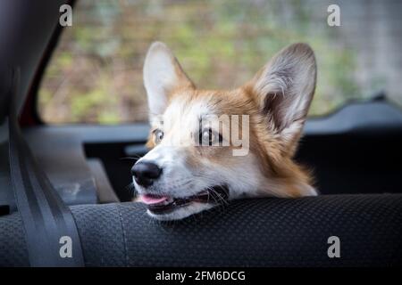 Gallese Corgi Pembroke seduto in macchina e in attesa il suo proprietario Foto Stock