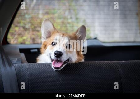 Gallese Corgi Pembroke seduto in macchina e in attesa il suo proprietario Foto Stock