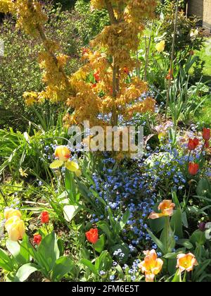 Un colorato giardino inglese in primavera: Foglie dorate sull'acer (acero), blu dimenticate-me-nots e tulipani rossi e gialli; 2021 maggio. Foto Stock
