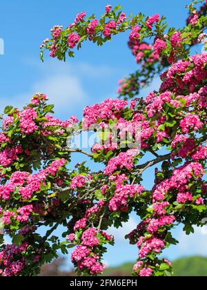 La spina rossa fiorente, Crataegus laevigata, in primavera Foto Stock