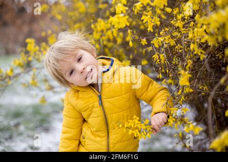 Carino bambino biondo, ragazzo, che corre intorno al cespuglio giallo fiorente, tempo di primavera, mentre nevica, tempo di primavera insolito con la neve Foto Stock