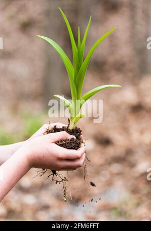 Le mani del bambino che tengono la pianta verde su sfondo esterno offuscato. Foto Stock