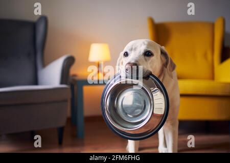 Il cane affamato con gli occhi tristi è in attesa di nutrirsi a casa. Cute labrador Retriever sta tenendo la ciotola del cane in bocca. Foto Stock