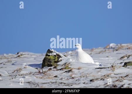 Pernice di roccia (Lagopus muta / Lagopus mutus) gallina / femmina in bianco inverno piumaggio camuffato nel neve sulla tundra Foto Stock