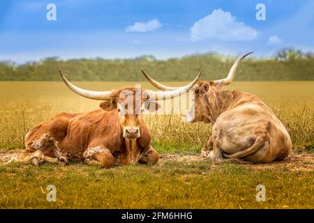 Dietro e davanti, due mucche texane Longhorn si rilassano su un prato verde di primavera nella campagna collinare Foto Stock