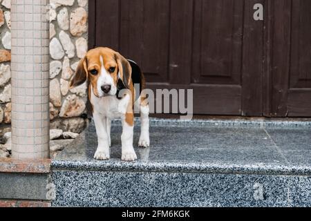 Beagle personalità, temperamento. Beagle Puppy a casa. Little Beagle razza cane vicino porta la sua nuova casa Foto Stock