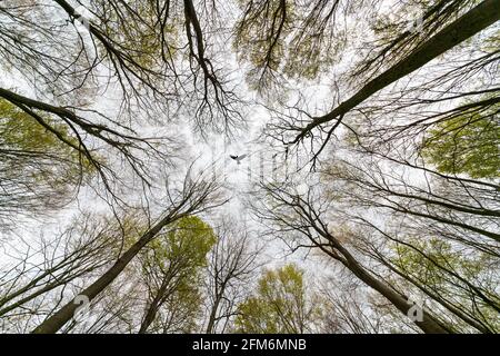 Guardando verso il cielo in una foresta con un uccello che vola in alto. Foto Stock