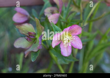 Splendida HELLEBORUS ORIENTALIS in giardino Foto Stock