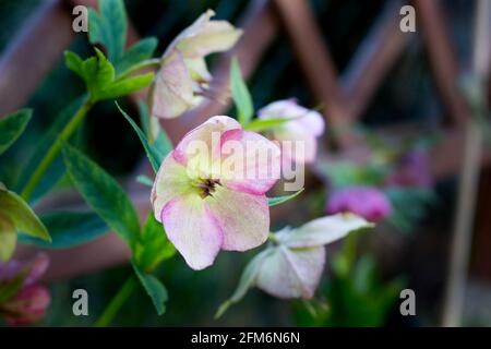 Splendida HELLEBORUS ORIENTALIS in giardino Foto Stock