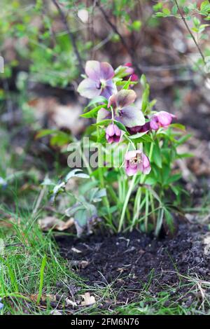 Splendida HELLEBORUS ORIENTALIS in giardino Foto Stock