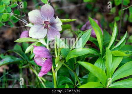 Splendida HELLEBORUS ORIENTALIS in giardino Foto Stock