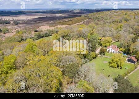 Nuova Foresta dall'aria Foto Stock