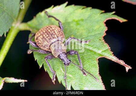 Otiorhynchus (a volte Otiorrhynchus) su una foglia di rosa danneggiata Curculionidae. Molti di loro e.i. vite nera weevil (O. sulcatus) o radice di fragola. Foto Stock