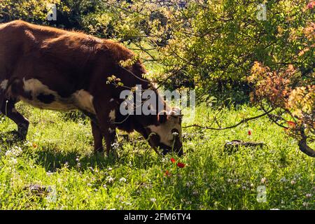 Una mandria di mucche che pascolano sull'erba di fronte ad una foresta. Concetto di viaggio escursionismo. Nord Distretto Israele Foto di alta qualità Foto Stock