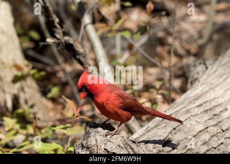 cardinale maschile primo piano nella foresta durante il giorno. Bird watching. Foto Stock