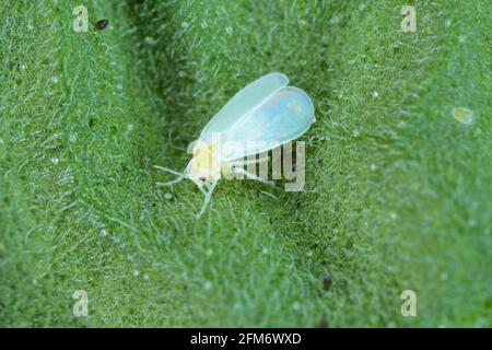 La serra bianca o bianca - Trialeurodes vaporariorum. È peste importante di molte piante. Foto Stock