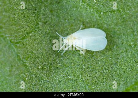 La serra bianca o bianca - Trialeurodes vaporariorum. È peste importante di molte piante. Foto Stock