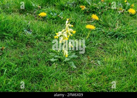 A Cow Slip flower, Primula Veris, che cresce tra i dandelioni nel Waterside Park a Palmerstown, Dublino, Irlanda. Foto Stock