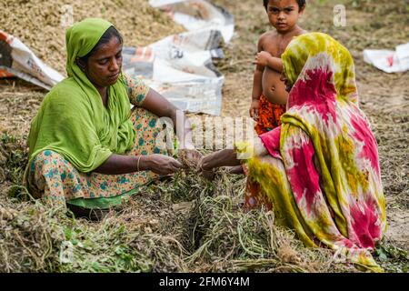 Kishoeganj, Bangladesh. 06 maggio 2021. Gli agricoltori del Bangladesh raccolgono il riso in un risone depositato a Nikli a Kishoeganj, in Bangladesh. (Foto di Zabed Hasnain Chowdhury/SOPA Images/Sipa USA) Credit: Sipa USA/Alamy Live News Foto Stock