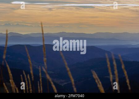 Le Alpi svizzere, viste dal Monte Belchen nella Foresta Nera, nella Germania sud-occidentale con piante autunnali in primo piano Foto Stock