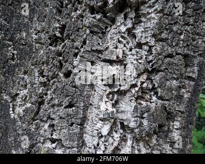 Corteccia sughero quercia primo piano nel parco romano Foto Stock