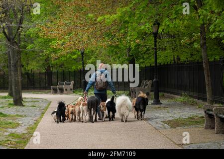 Dog Walker con 12 cani a piedi in Prospect Park Brooklyn NEW YORK Foto Stock